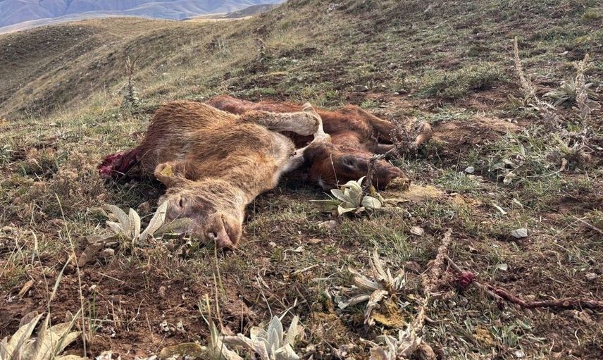 Erzincan'da ayı saldırısı: İki buzağı telef oldu