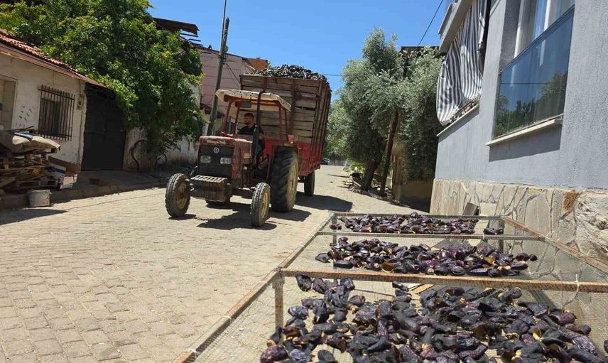 Ege'nin patlıcan vadisi dünya sofralarına lezzet katıyor