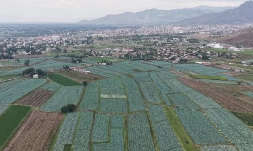 Muş Ovası'nda lahana hasadı başladı: üreticilere 165 milyon liralık katkı geliyor