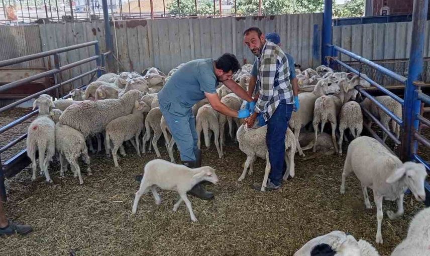 Köşk'te küçükbaş hayvanların kayıt altına alınması sürüyor