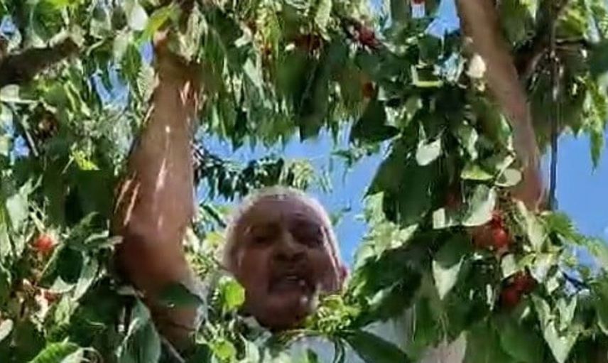 Bayburt'ta kirazların karga dostu paylaşımı: Dalda bırakılanlar dikkat çekiyor