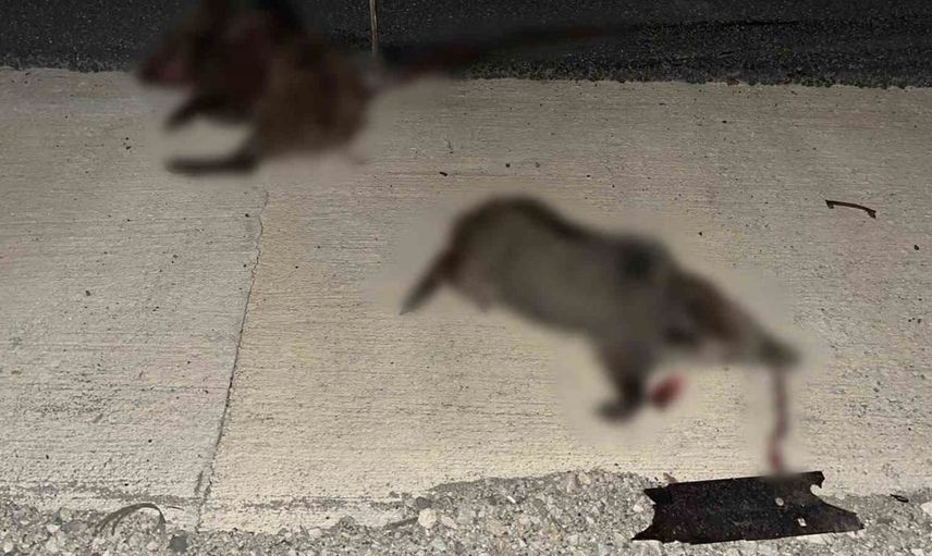 Kastamonu'da otomobil domuz sürüsüne çarptı, yaralılar hastaneye kaldırıldı