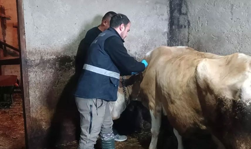 Yığılca'da büyükbaş hayvanlara aşı uygulaması hayata geçirildi