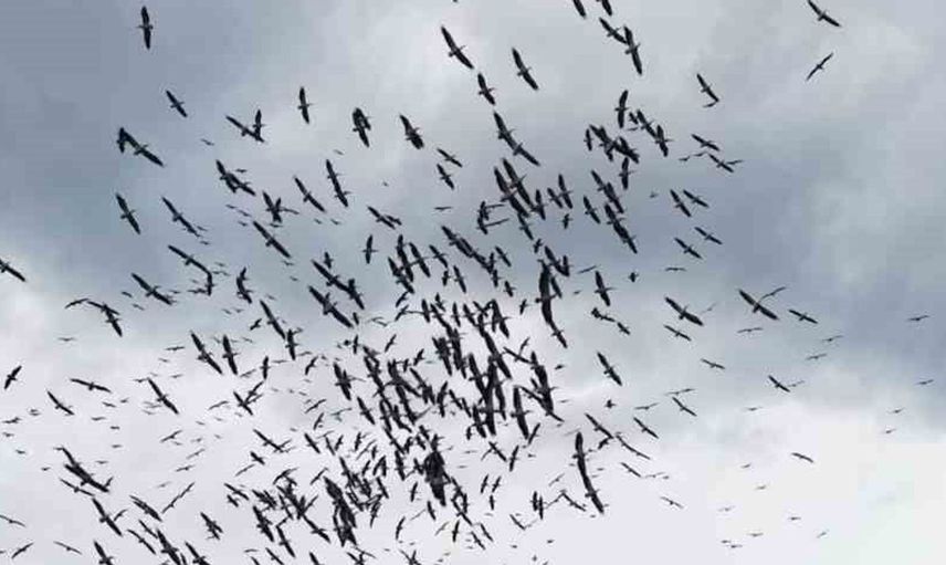 Marmara Denizi'nde kuşların senkronize uçuşu belgesel kalitesinde görüntülendi