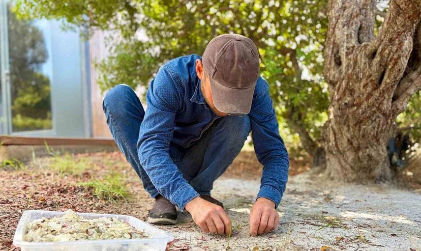 Çeşme'de damla sakızı hasadı başladı: Kilosu 50 bin lirayı buldu