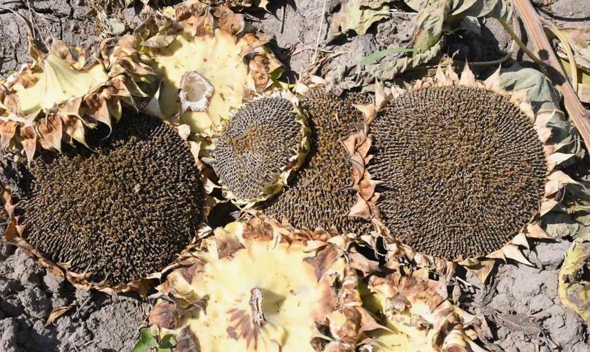 Yozgat'ta çerezlik ayçiçeği hasadı başladı