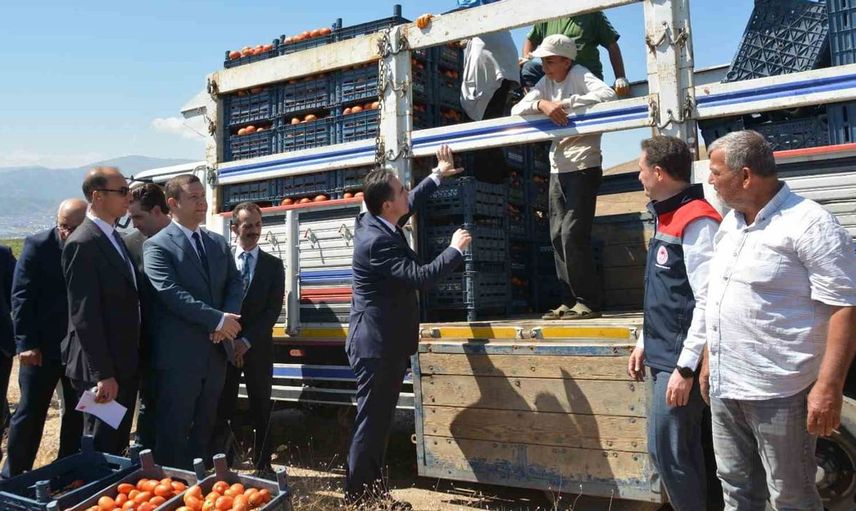 Bitlis'te domates hasadı başladı: Bölgenin zirvesinde yer alıyor