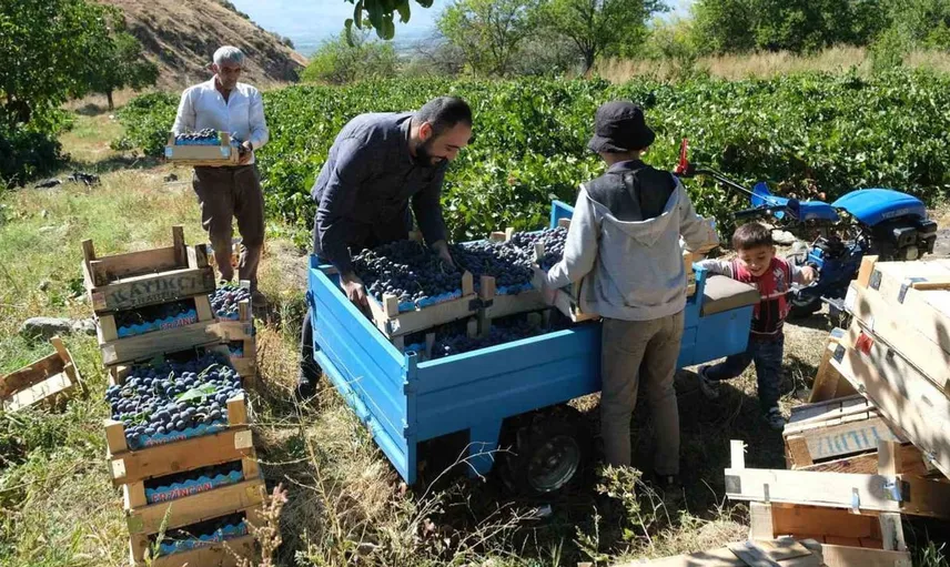 Erzincan'ın coğrafi işaretli cimin üzümünde hasat heyecanı