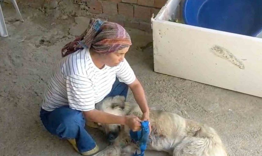 Çoban köpeği vahşice saldırıya uğradı: Gülşen Torbalı adalet istiyor