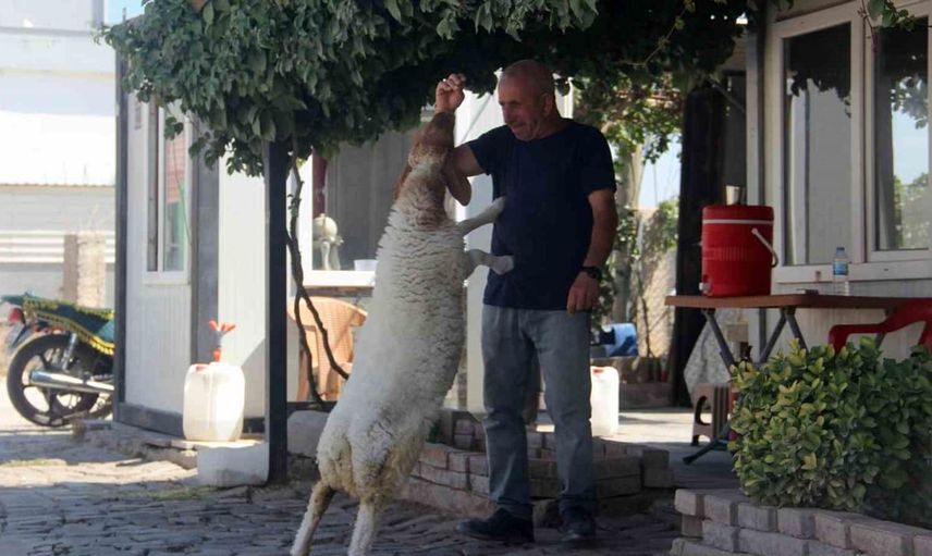 Şanlıurfa'lı bekçinin kuzu ile olan dostluğu gözleri kamaştırıyor
