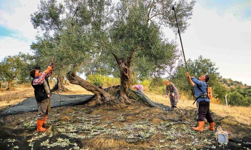 Güney Marmara'da zeytin hasadı başladı, çiftçiler fiyatlar konusunda endişeli