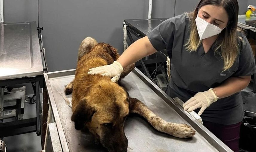 Ordu'da ağzındaki çengelle bulunduktan sonra tedaviye alınan köpek için yuva arayışı başladı