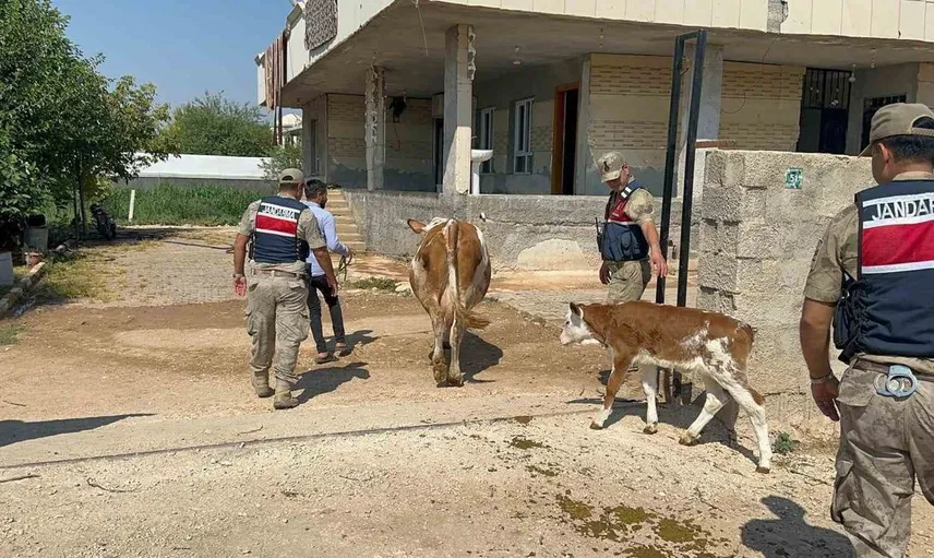 Şanlıurfa'da büyükbaş hayvan dolandırıcılığına bir gözaltı