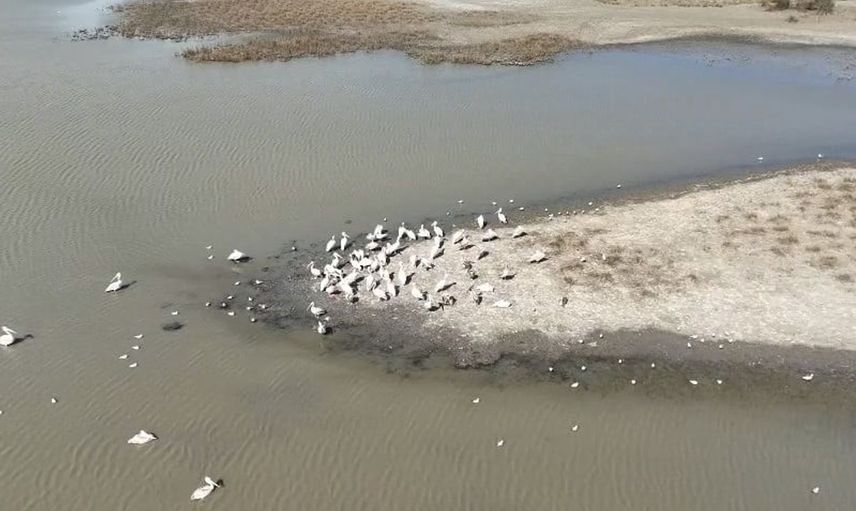 Karacabey'deki gölde pelikanların şovuna büyük ilgi
