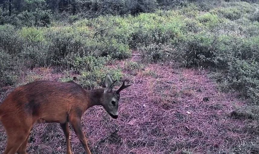 Ganos Dağları'nda yaşayan karacalar fotokapanlara yansıdı
