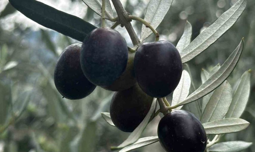 Bursa'da zeytin üretiminde rekor bekleniyor: 165 bin ton sofralık, 125 bin ton yağlık