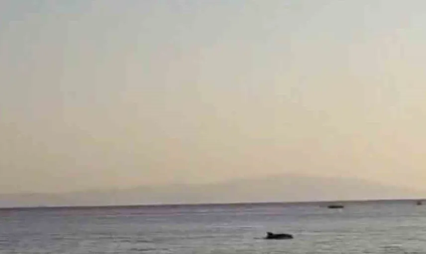 Bursa'da plajda yunus sürprizi: Tatilciler keyifle izledi