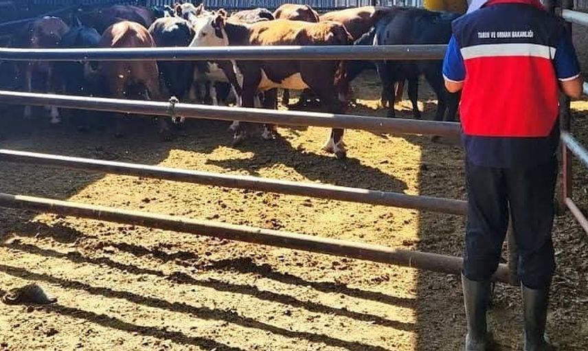 Afyonkarahisar'da büyükbaş hayvancılık destek programında denetim süreci tamamlandı