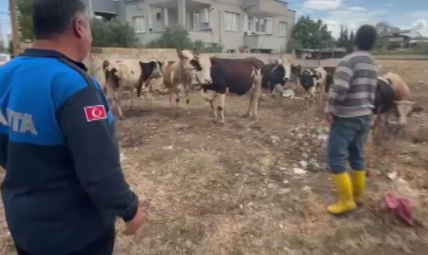 İslahiye'de kaybolan büyükbaş hayvanlar sahibine teslim edildi