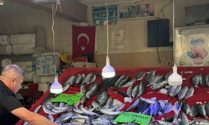 Palamut sezonunda düşen fiyatlar, Türkeli'de balık severleri sevindiriyor