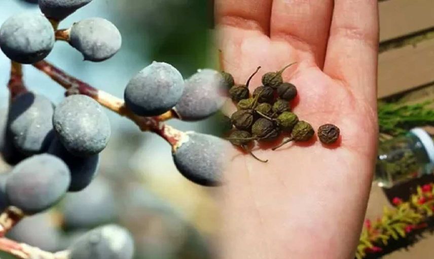 1 hafta da 4 kilo verdiren muhteşem çay! Acı çehre tohumu içerek zayıflamak mümkün! Acı çehre tohumu yararları ve yan etkileri
