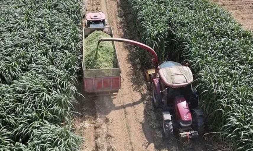 10 yaşındaki kızları hayatlarını değiştirdi! 1 dönümde 70 ton hasat yaparak adeta bir rekor kırdı