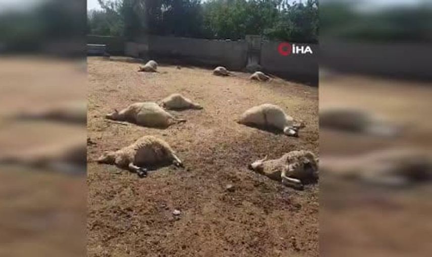 Ankara'nın Haymana ilçesinde kurtlar 15 koyunu telef etti