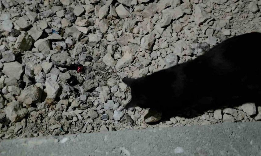 Van Gölü’nde kedi ve fare arasında eğlenceli dostluk anları