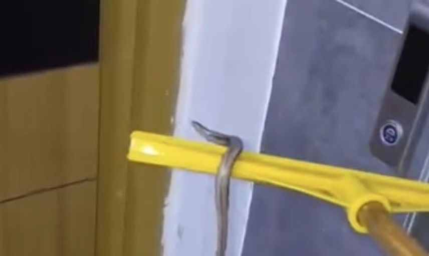 Arnavutköy'de su baskını sonrası yılan paniği vatandaşları şoke etti
