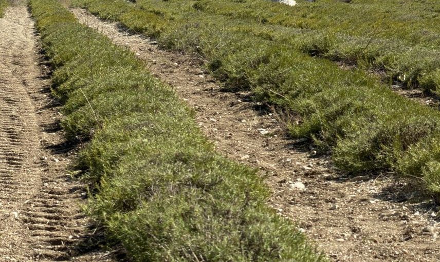 Kocaeli'den dünya pazarına aromatik ürünler: Biberiye devri başlıyor