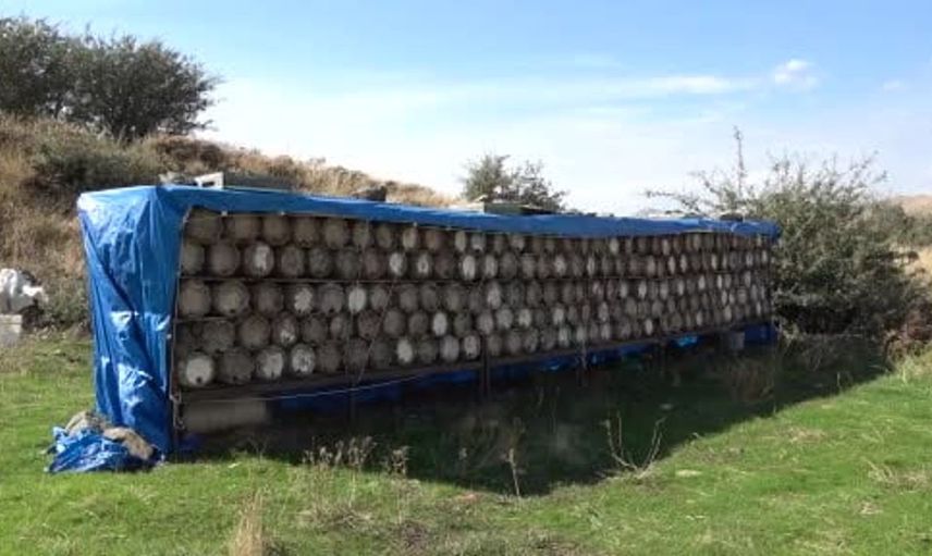 Bitlis'te ödüllü karakovan balının hasat sezonu başladı