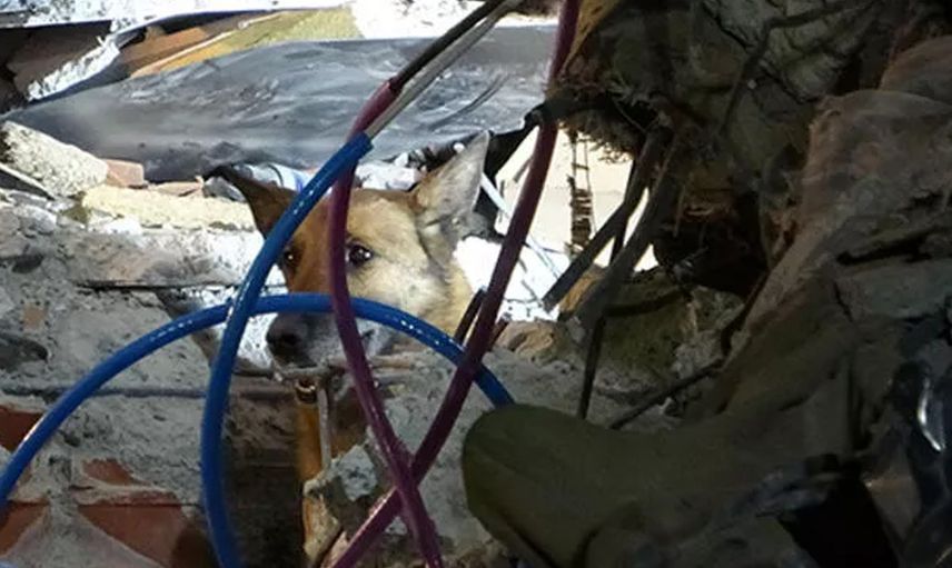 12 kişinin kurtarılmasını sağladı: Kurtarma ekiplerinin en büyük yardımcısı