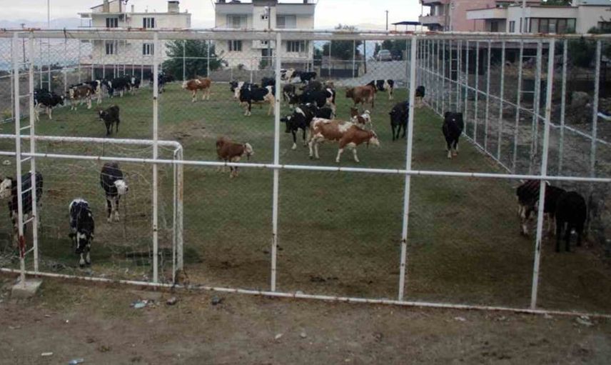 Çine'de orman yangınında hayvanlar halı sahada koruma altına alındı
