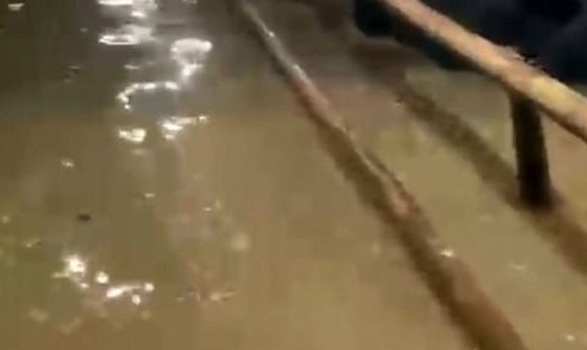 Sakarya'da sel mağduru hayvanların çaresiz bekleyişi görüntülendi
