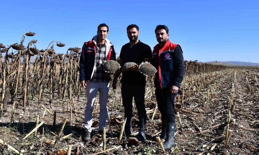 Bayburt'ta ayçiçeği hasat kontrolleriyle çiftçilere destek