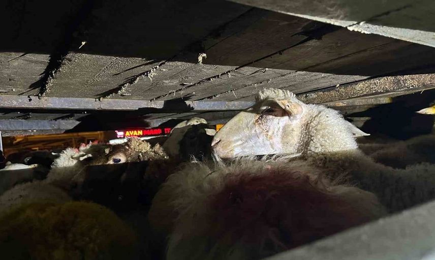 Sakarya'da jandarma operasyonu: 2,2 ton kaçak midye ve 156 küçükbaş hayvan ele geçirildi