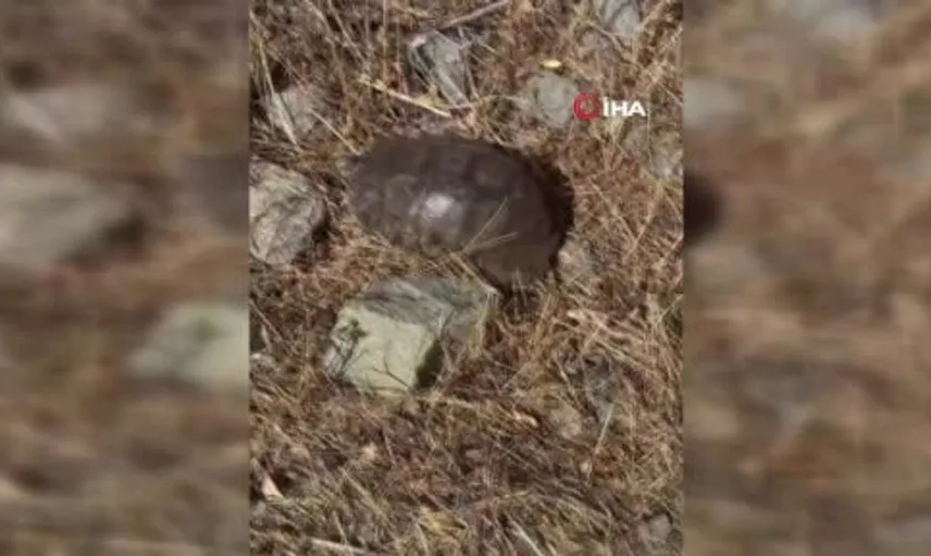Tunceli'de kaplumbağaya karpuz ikramı: Tükenmeyen dostluk anları
