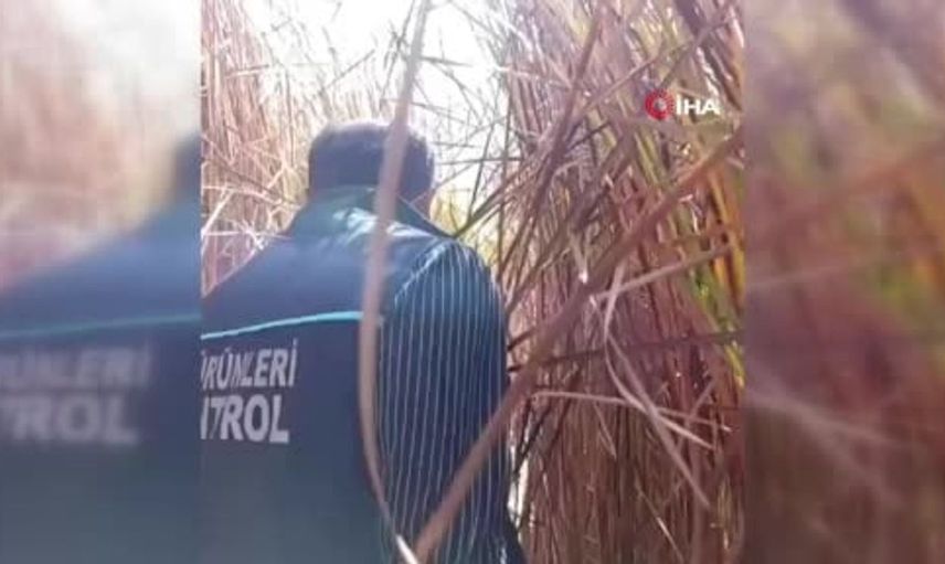 Kuraklıkta balıklar için tankerlerle su takviyesi yapıldı