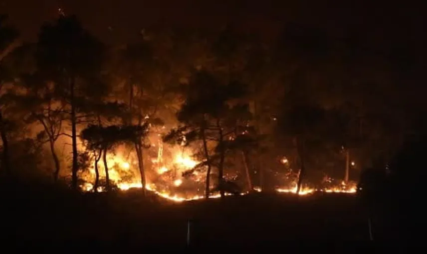 Antalya'da yangın felaketi sonrası hayvanlar için seferberlik başladı