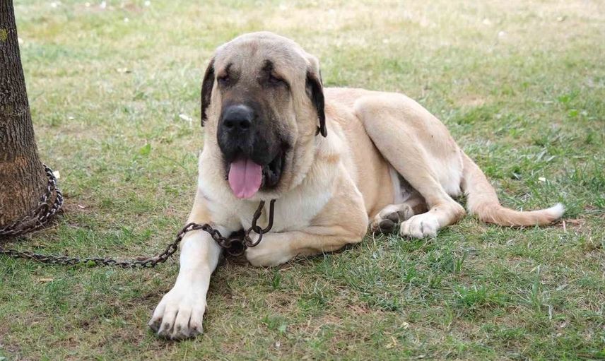 Çorum'da Türk çoban köpekleri görücüye çıktı