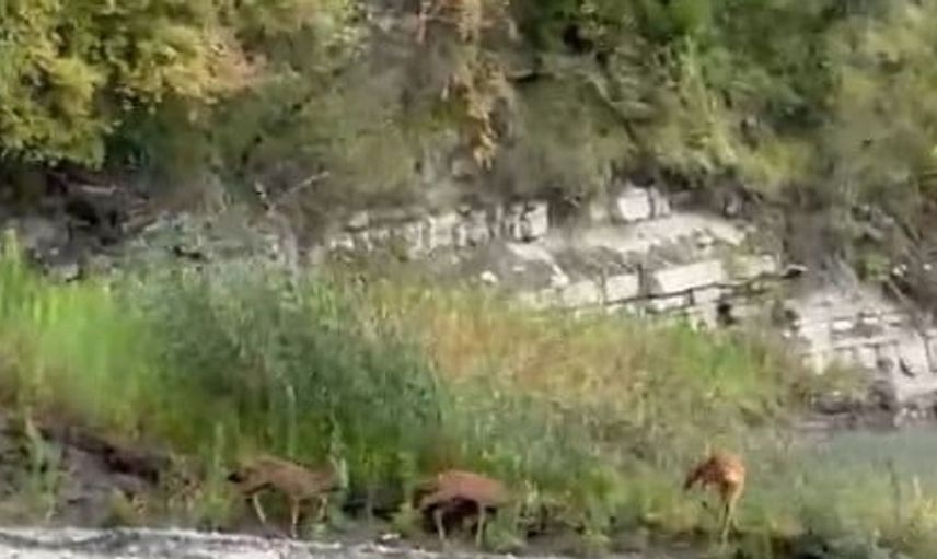 Kastamonu'da su içen karacalar doğal güzelliği sergiledi