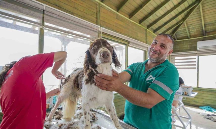 Mersin'de sokak hayvanları için önemli bir destek: Pet kuaförler ve gönüllüler seferber oldu