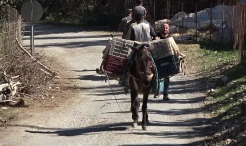Hizan'da asırlık bir miras: Üzümden doğal pekmez üretimi devam ediyor