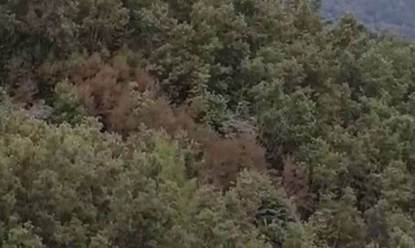 Hatay'da çıkan orman yangınına müdahale başlatıldı