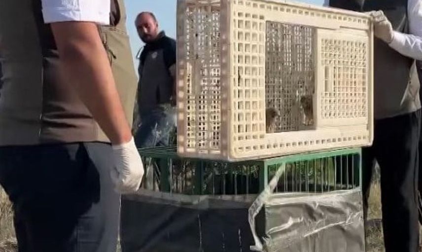 Sivas’ta yuvadan düşen iki kerkenez yavrusu doğaya bırakıldı