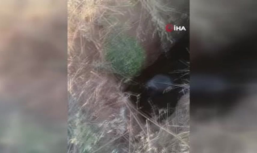 Ankara'da define çukuruna düşen koyun ve kaplumbağa kurtarıldı