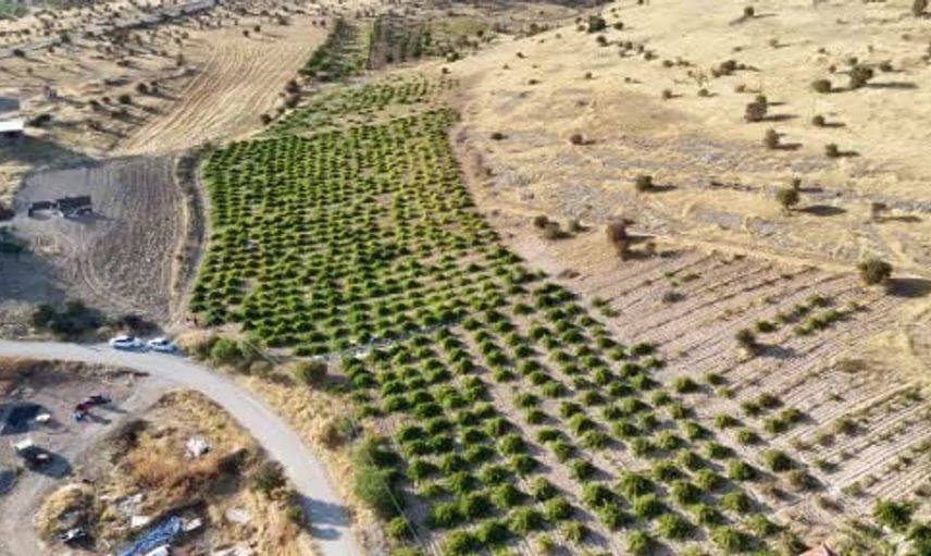 Malatya’nın yüksek aromalı üzümleri tarlada hasat ediliyor