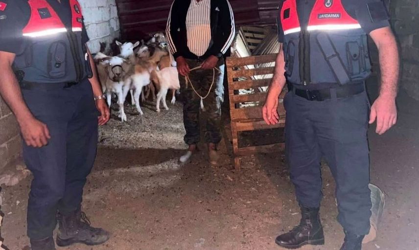 Çanakkale'de kaybolan 15 küçükbaş hayvan jandarma tarafından bulundu
