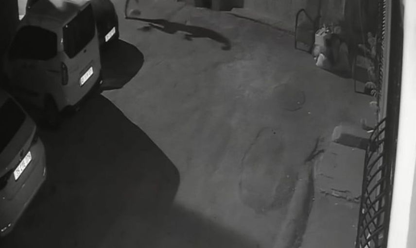İzmir'de köpeğine şiddet uygulayan kişi gözaltına alındı