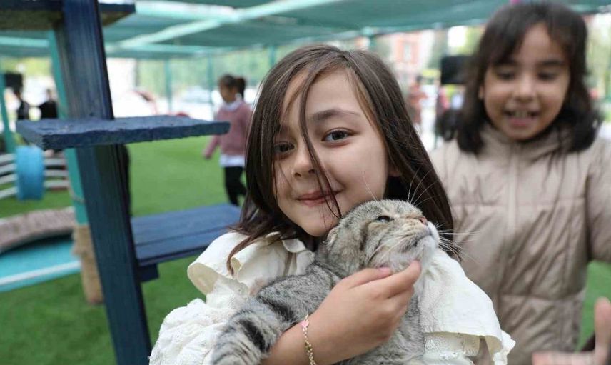 Hayvanseverler için kayseri'de yeni bir cennet: küçük dostlar kedi kasabası